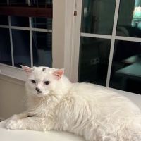Manassas Animal Hospital ico