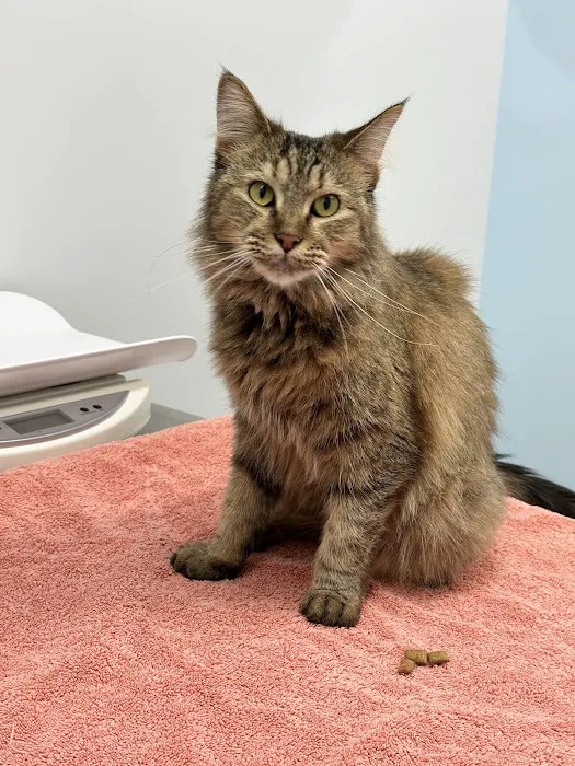 Manassas Animal Hospital 6