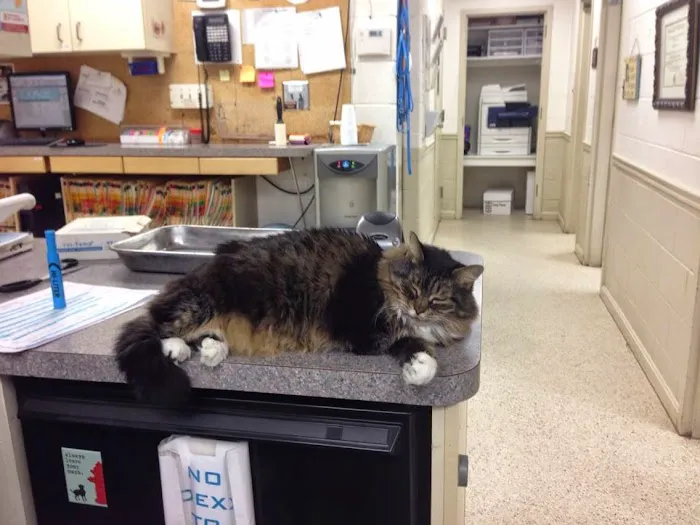 Battlefield Animal Clinic 12
