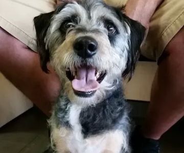 Banfield Pet Hospital