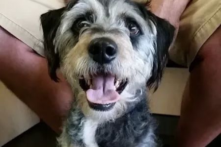 Banfield Pet Hospital