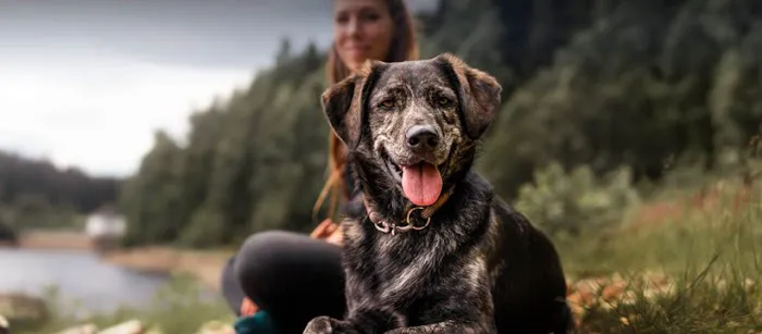 Best Pet Rx 12