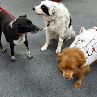 Holistic Veterinary Healing ico
