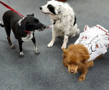 Holistic Veterinary Healing