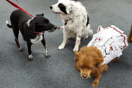 Holistic Veterinary Healing