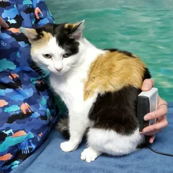 Holistic Veterinary Healing 12