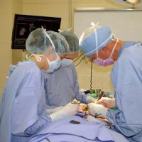 American College of Veterinary Surgeons ico
