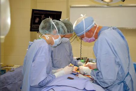 American College of Veterinary Surgeons