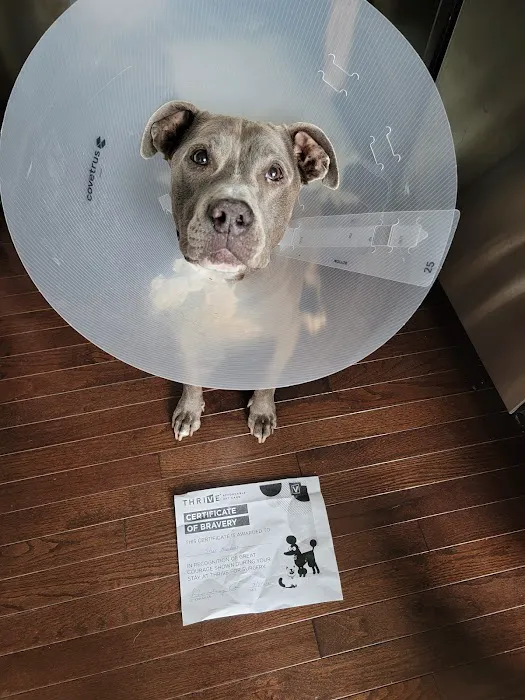 Thrive Pet Healthcare - Germantown 7