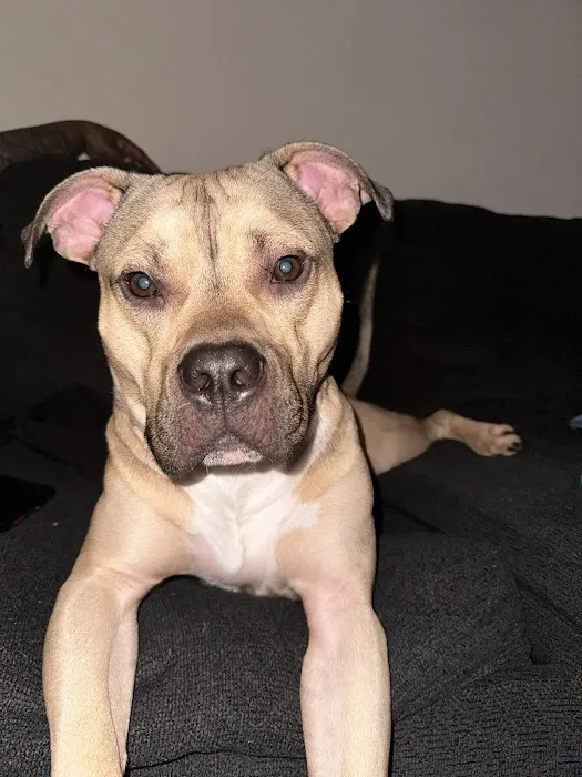 Thrive Pet Healthcare - Germantown 3