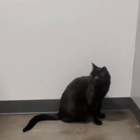 Thrive Pet Healthcare - Germantown ico