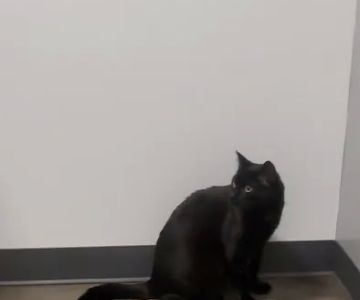 Thrive Pet Healthcare - Germantown