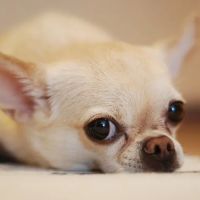 Little Seneca Animal Hospital ico