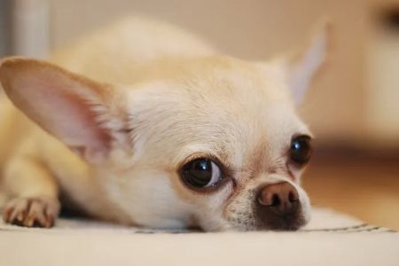 Little Seneca Animal Hospital