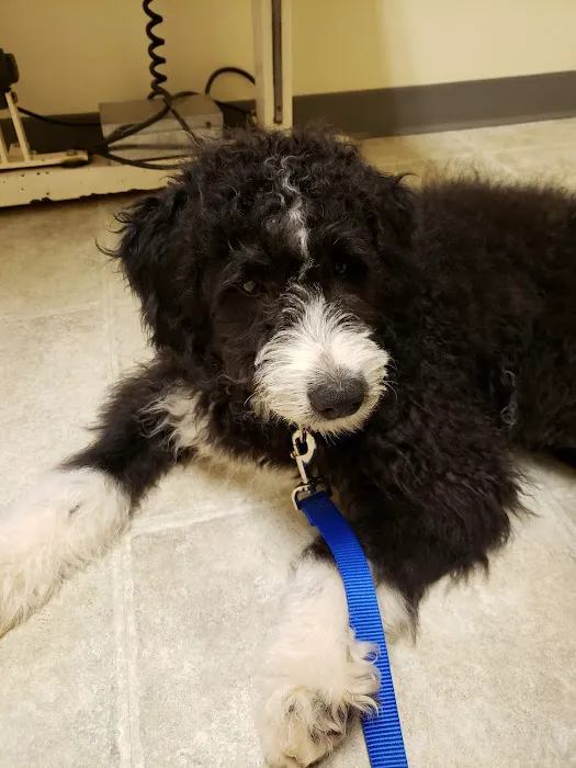Brookeville Animal Hospital 12