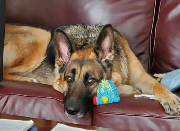 Brookeville Animal Hospital 12