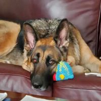 Brookeville Animal Hospital ico