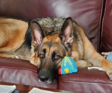 Brookeville Animal Hospital