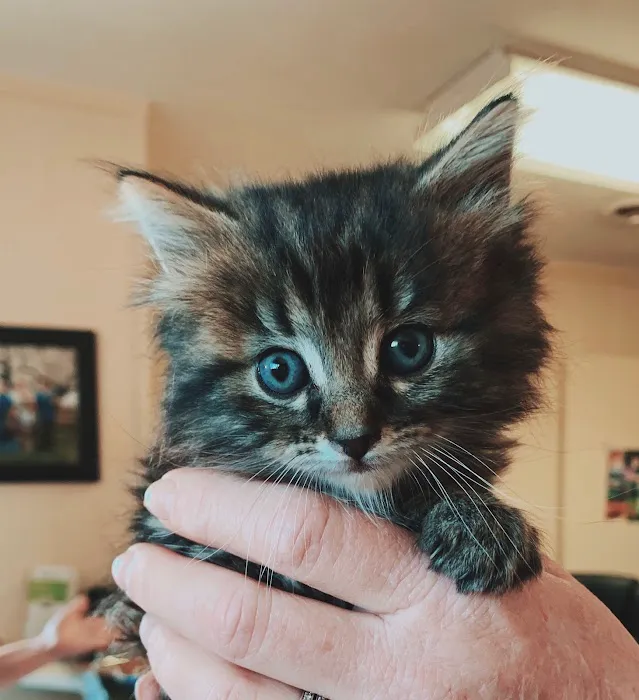 Damascus Veterinary Hospital 10