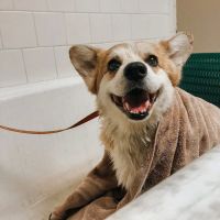 Damascus Veterinary Hospital ico