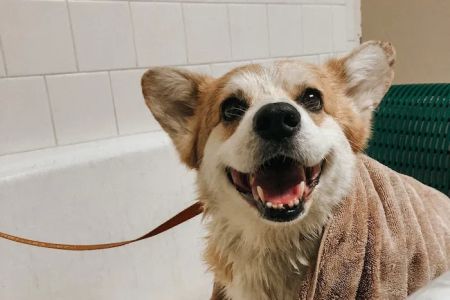 Damascus Veterinary Hospital