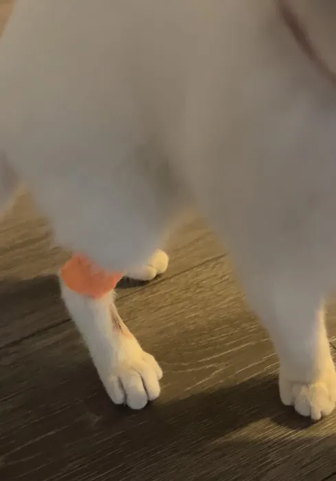 Banfield Pet Hospital 8