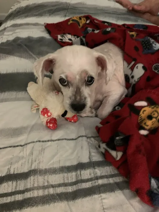 Occoquan Animal Hospital 12