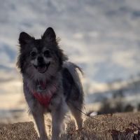 Woodbridge Animal Hospital: Moore Kara DVM ico