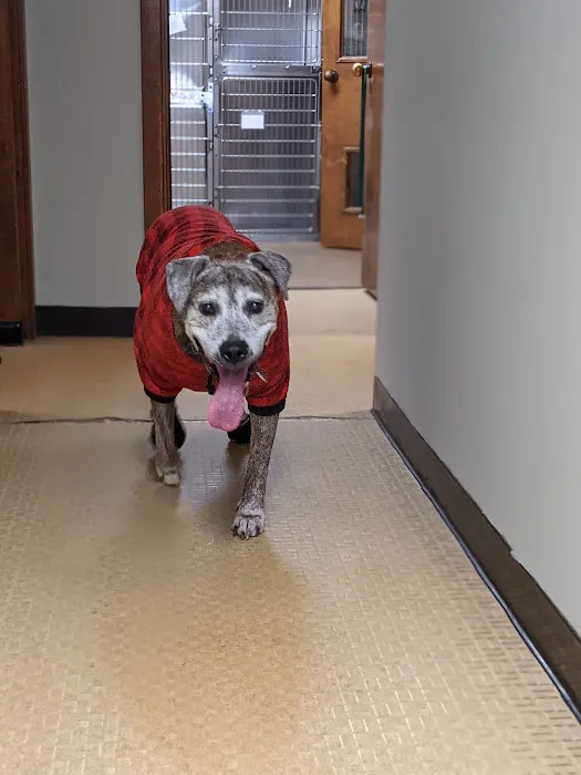 Davis Ford Animal Hospital 2