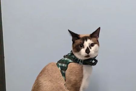 Davis Ford Animal Hospital