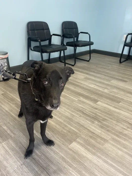 Davis Ford Animal Hospital 10