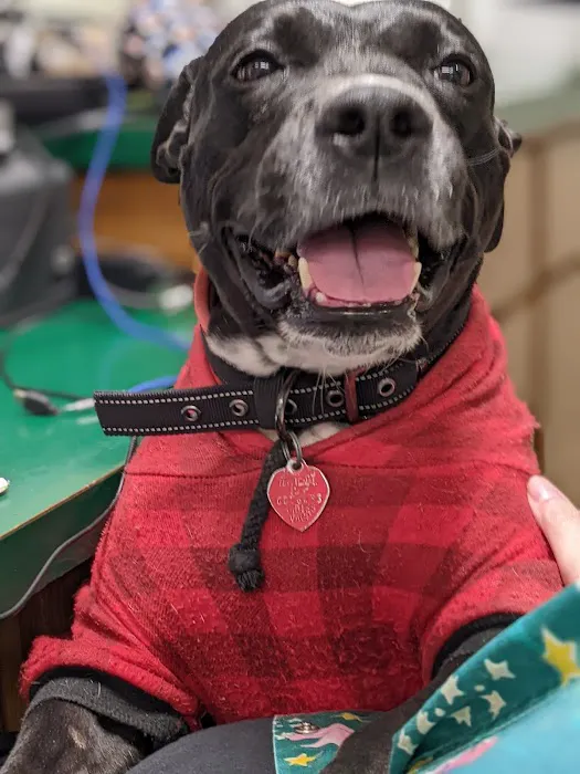 Davis Ford Animal Hospital 3