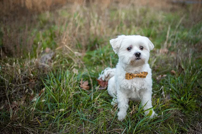 Pets R Family Animal Hospital 9