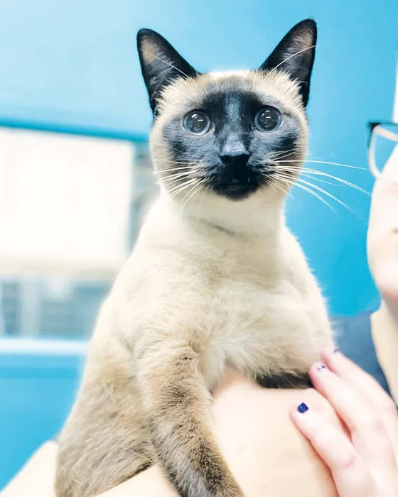 Minnieville Animal Hospital 6