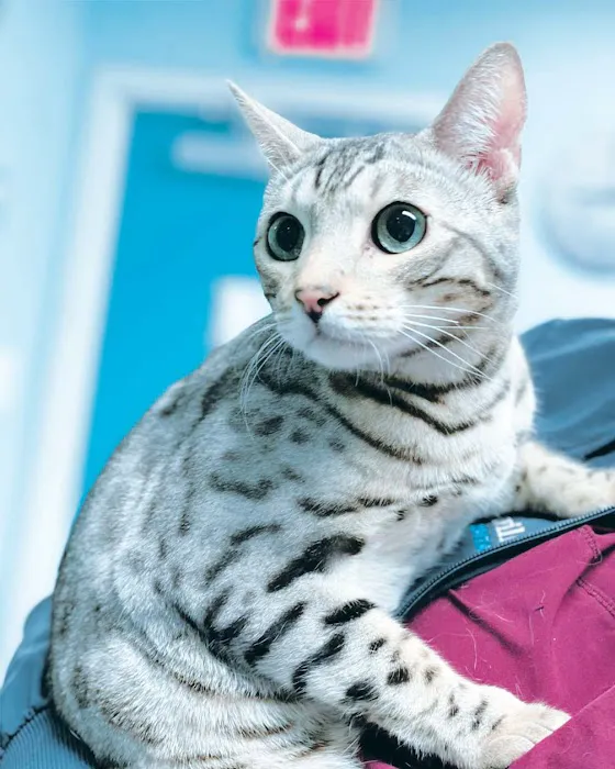 Minnieville Animal Hospital 8