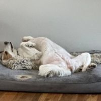 Dale City Animal Hospital ico