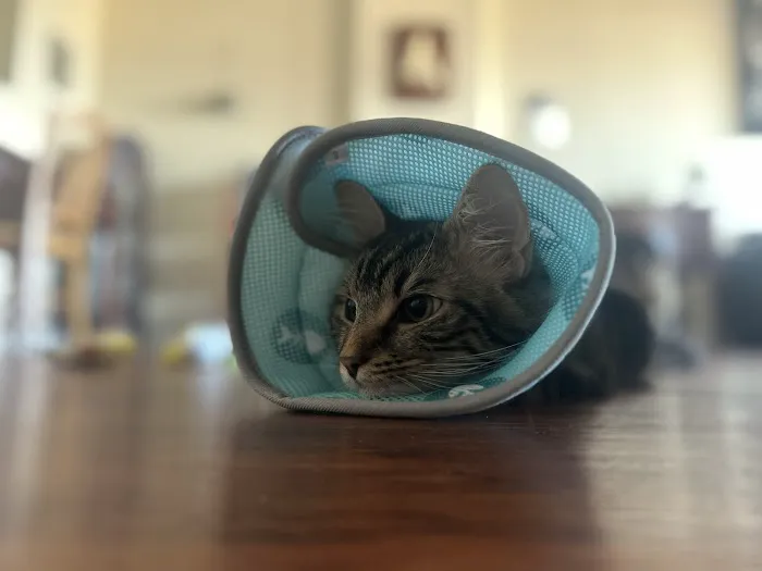 Dale City Animal Hospital 8