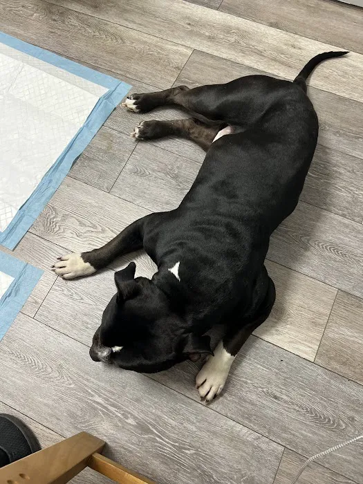 Dale City Animal Hospital 3