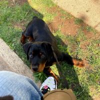 Vetco Vaccination Clinic ico