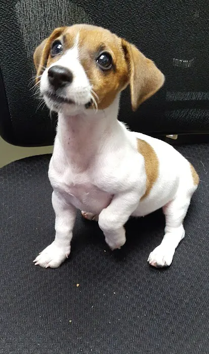 West Friendship Animal Hospital 12