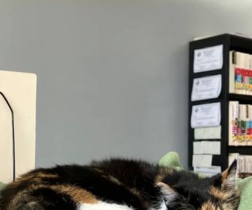 Catonsville Cat Clinic