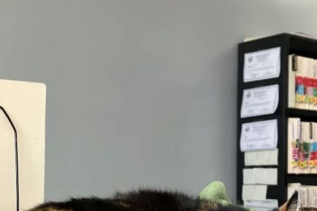 Catonsville Cat Clinic