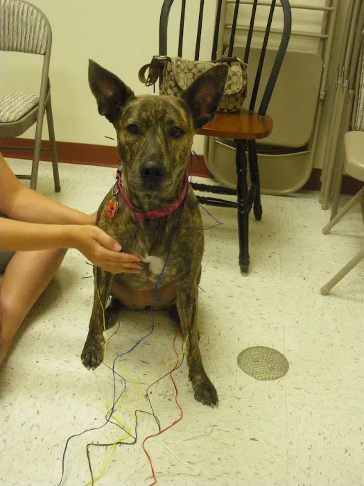 Alpha Veterinary Center 3