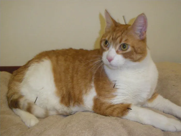 Alpha Veterinary Center 4