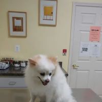 Animal Clinic of Southgate ico