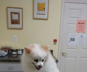 Animal Clinic of Southgate