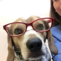 Croydon Pet Hospital ico