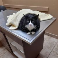 Glen Burnie Animal Hospital ico