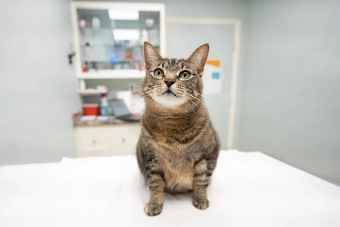 Glen Burnie Animal Hospital 3