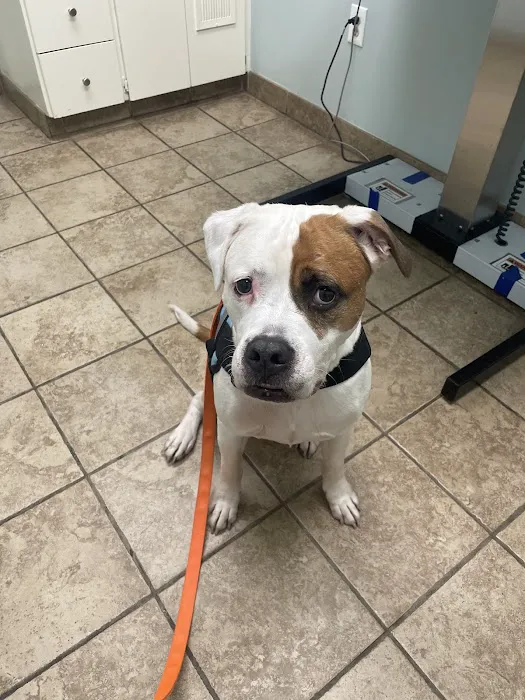 Glen Burnie Animal Hospital 4